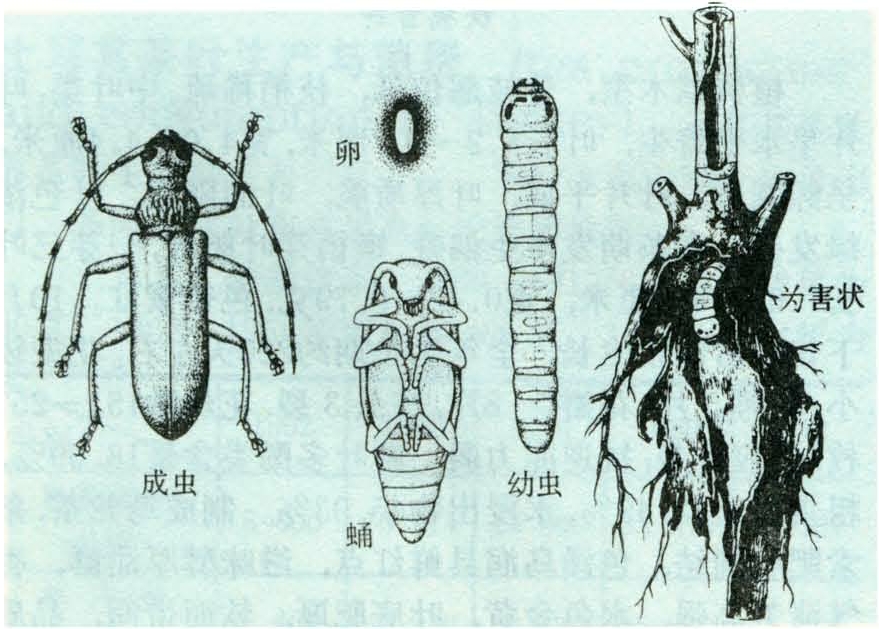 探索三维世界中的奥秘，天牛图谜、画谜与字谜总汇