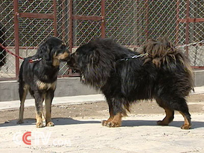 藏獒在线论坛，探索中国古老犬种的文化与交流平台藏獒在线论坛官网