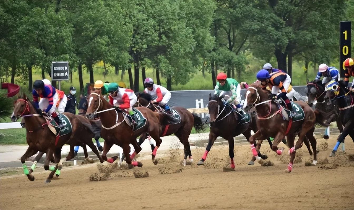 探索香港马会全年资料大全，赛马的激情与文化香港2021年马会资料大全